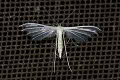 Pterophorus