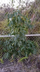 Metopium toxiferum image