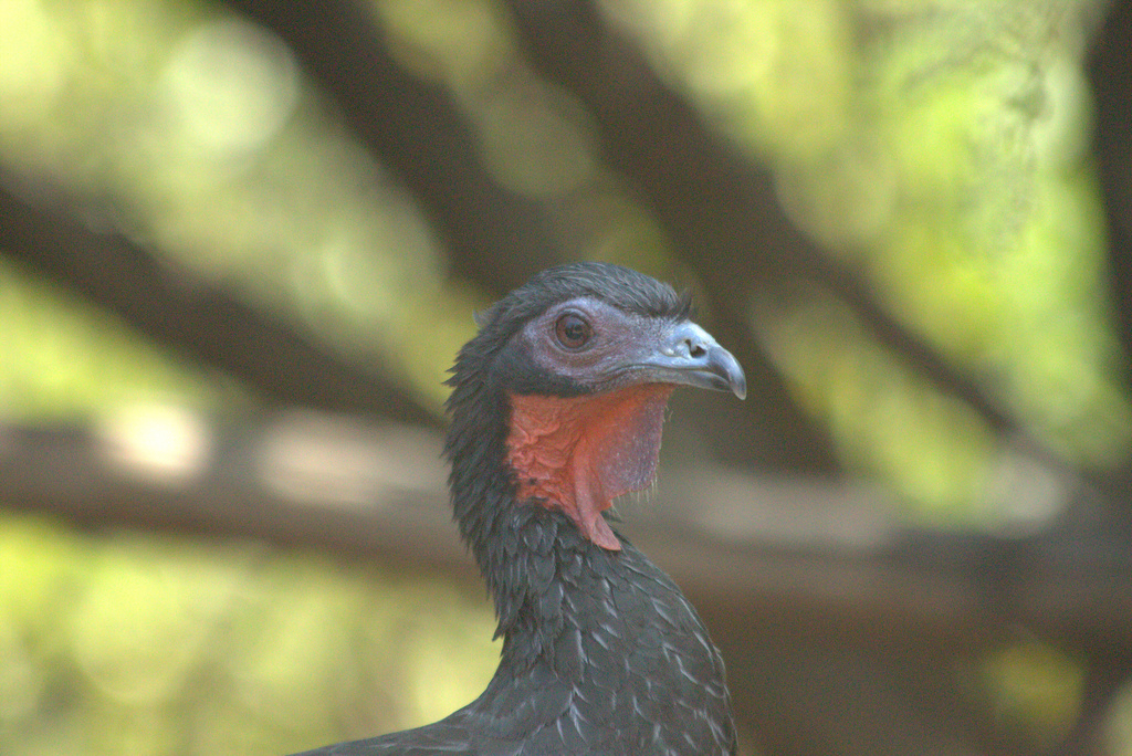 White-winged Guan in September 2015 by Royle Safaris · iNaturalist