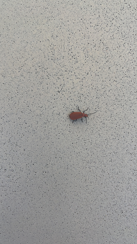 Common Cardinal Beetle, Den Haag, photo 5 of 10