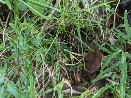 Carex discoidea iNat (1)