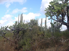 Opuntia jaliscana