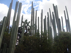 Lophocereus marginatus