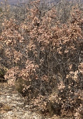 Quercus × undulata