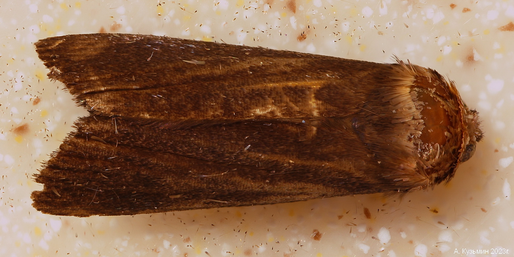 Совка семейства Noctuidae