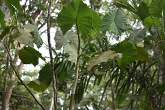 Montrichardia linifera