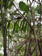 Montrichardia linifera