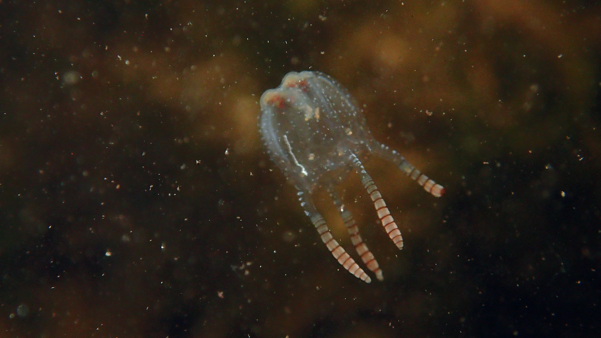 Copula sivickisi (Stiasny, 1926)