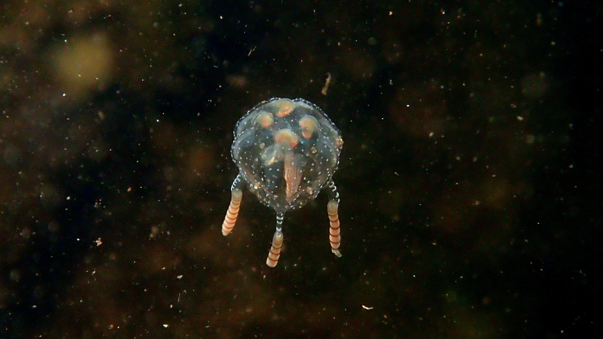 Copula sivickisi (Stiasny, 1926)