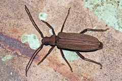 Nepiodes bowringi