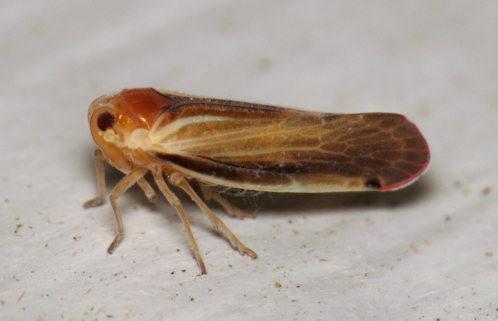 Omolicna uhleri
