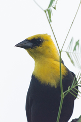 Chrysomus icterocephalus