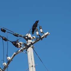 Corvus macrorhynchos japonensis
