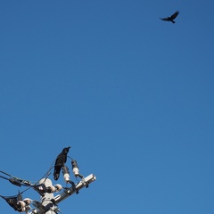 Corvus macrorhynchos japonensis