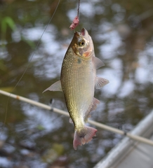 Characiformes