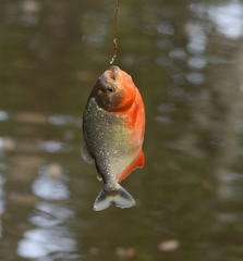 Pygocentrus nattereri