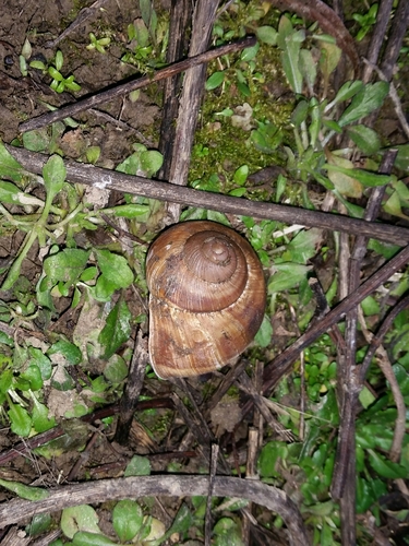 Helix pomatia