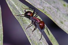 Camponotus nicobarensis