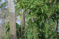 Rhabdadenia madida