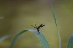 Erythrodiplax attenuata