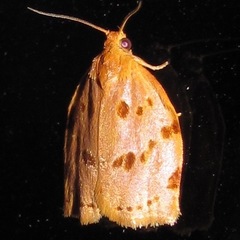 Archips rileyana
