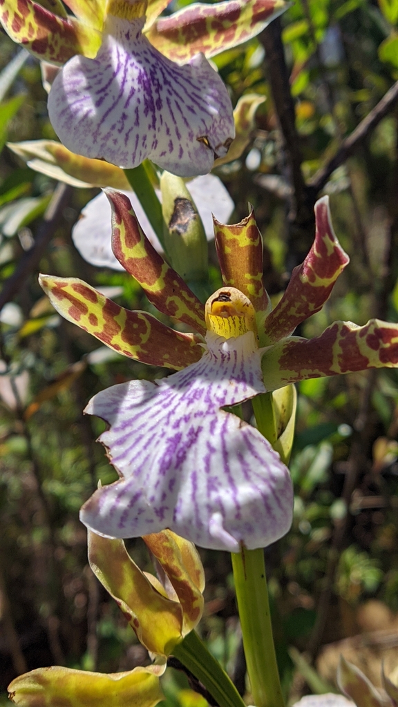 Zygopetalum maculatum
