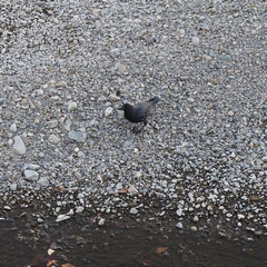 Corvus macrorhynchos japonensis