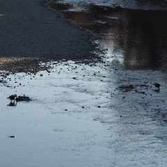Corvus macrorhynchos japonensis