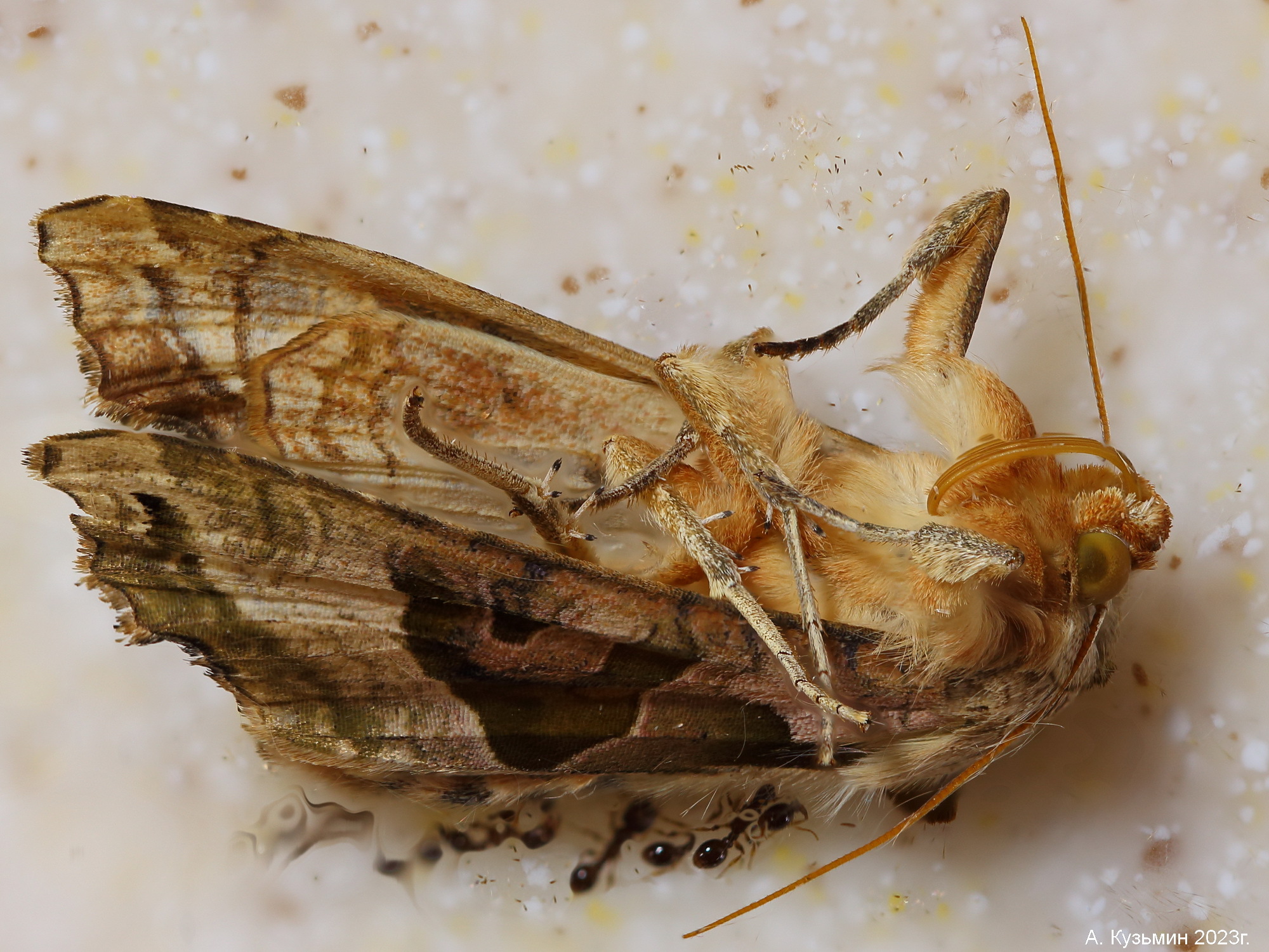 Совка Агатовая (Phlogophora meticulosa)