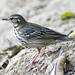 Olive-backed Pipit - Photo (c) Vijay Anand Ismavel, some rights reserved (CC BY-NC-SA)