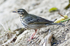 Olive-backed Pipit - Photo (c) Vijay Anand Ismavel, some rights reserved (CC BY-NC-SA)