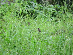 Lonchura leucogastra