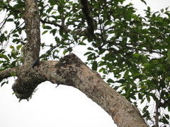 Sitta frontalis corallipes