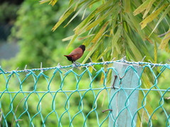Lonchura atricapilla