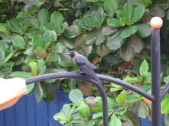 Corvus splendens