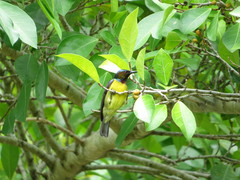 Anthreptes malacensis