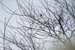 Dicaeum chrysorrheum