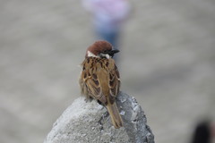 Passer montanus
