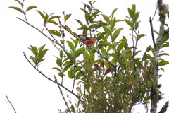 Aethopyga temminckii