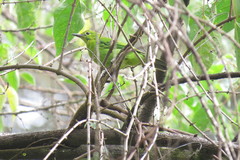 Chloropsis cyanopogon