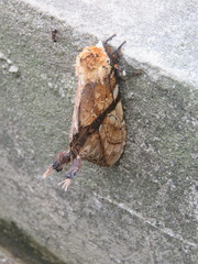 Dudusa synopla