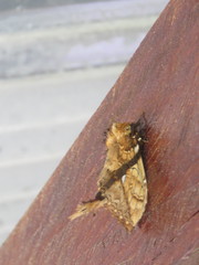 Dudusa synopla