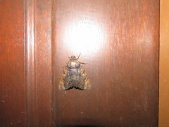 Arcte modesta