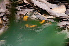 Yoma sabina