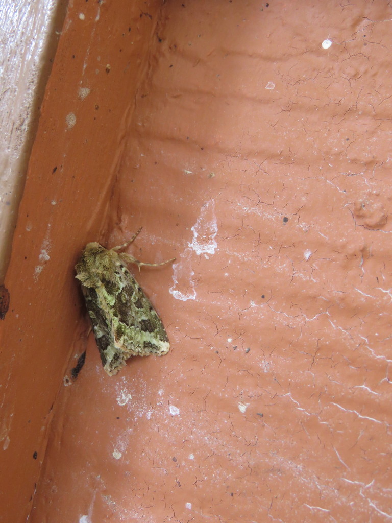 Phlogophora isoscelata