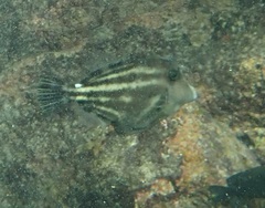 Cantherhines pullus
