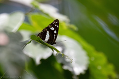 Phaedyma shepherdi