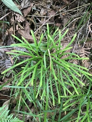 Diphasiastrum thyoides