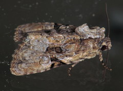 Oligia modica