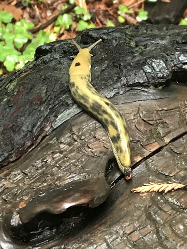 Button's Banana Slug, Muir Woods National Monument, Mill Valley, CA, US, photo 7 of 10